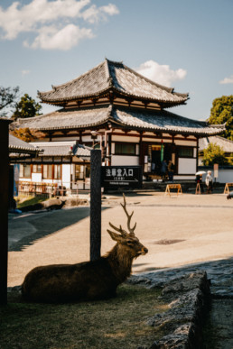 Nara, Japan ©Faycal Marjane - https://www.faycalmarjanephotography.com All rights reserved.